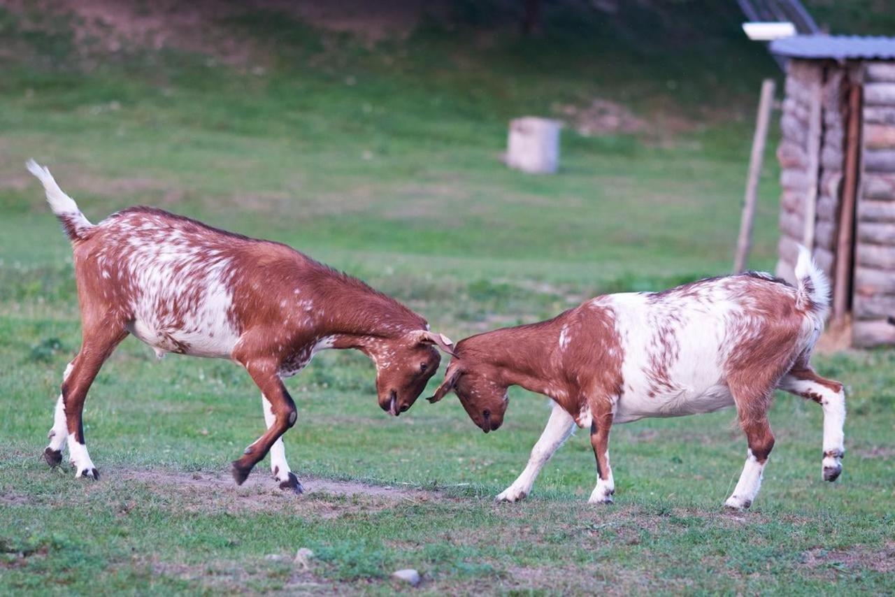 Zagroda Kopytkowo Ropica Gorna Exteriér fotografie